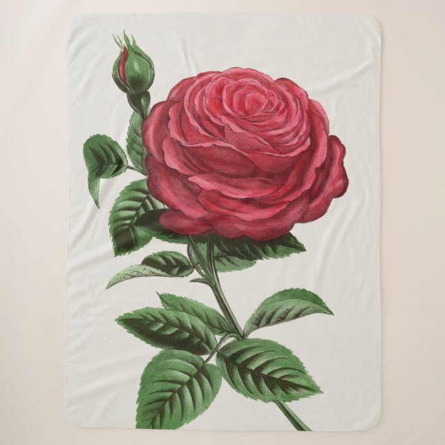 Antique Rose Lithograph, François-Frédéric Grobon Sherpadecke (Vorderseite)