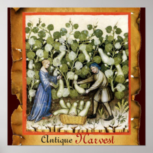 ANTIQUE SQUASH HARVEST POSTER
