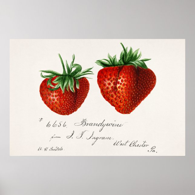 Antique Strawberries Griscom Passmor Poster (Vorne)