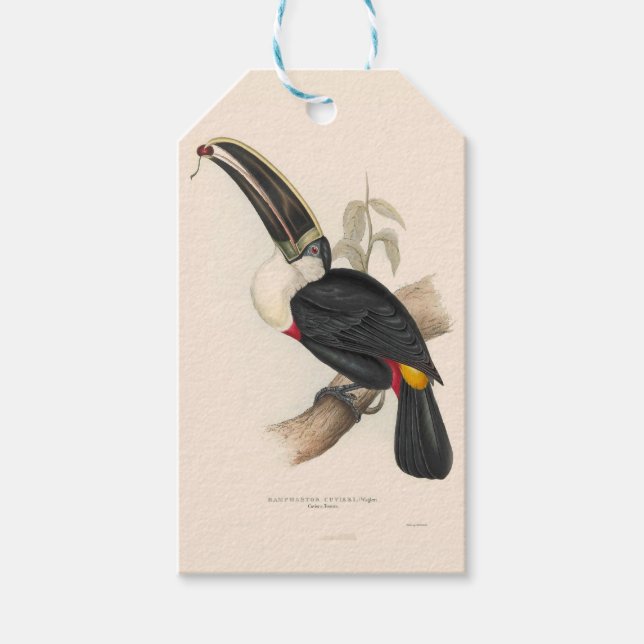 Antique Toucan Bird Wildlife Painting Geschenkanhänger (Vorderseite)