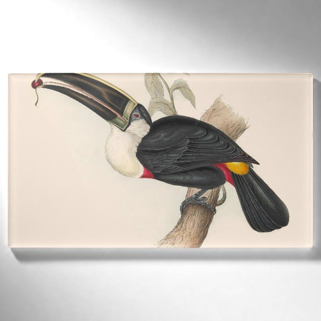 Antique Toucan Bird Wildlife Painting Namenschild (Vorderseite)