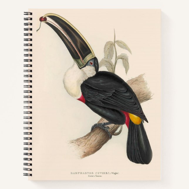 Antique Toucan Bird Wildlife Painting Notizbuch (Vorderseite)
