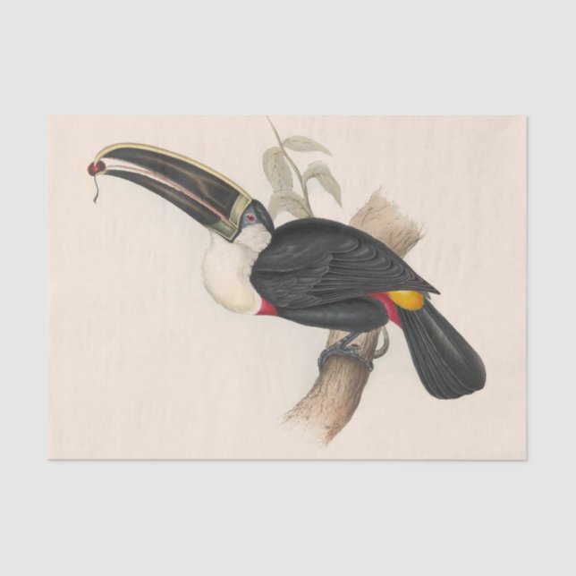 Antique Toucan Bird Wildlife Painting Seidenpapier (Vorderseite)