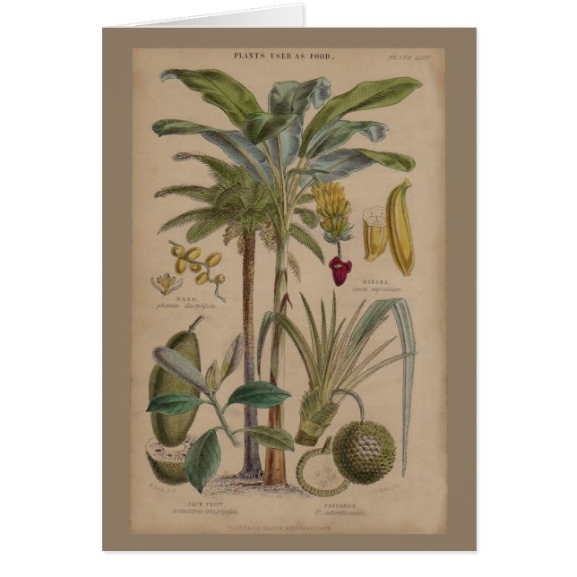 Antique Tropical Palm Fruit Botanique (Devant)