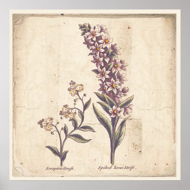 Antiquitäten Botanicals Plakat Lila Loosestrife (Vorne)