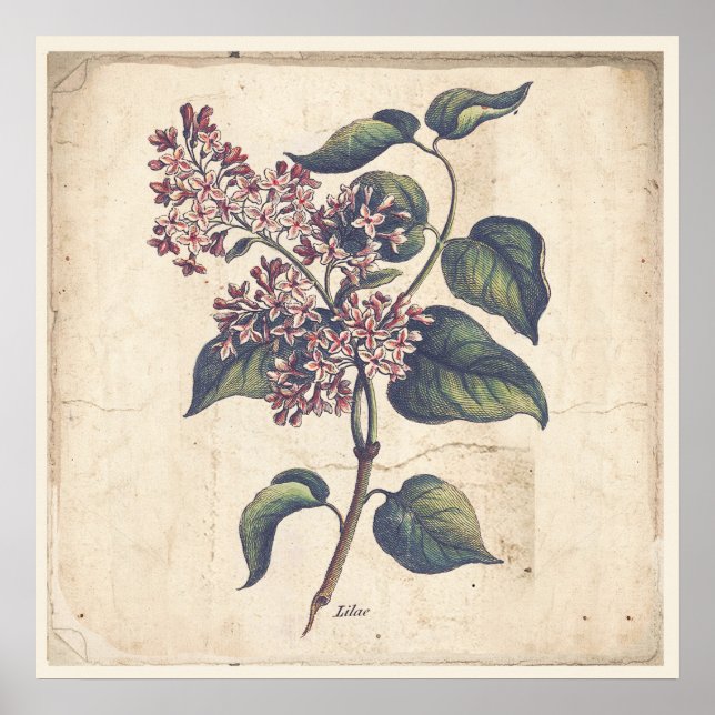 Antiquitäten Botanicals Print Poster Lilac Blume (Vorne)