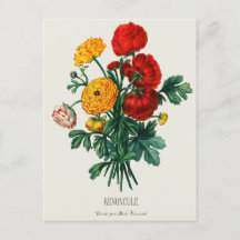AntiquitätenBouquet, Rot-Gelb-Ranunculus-Blume