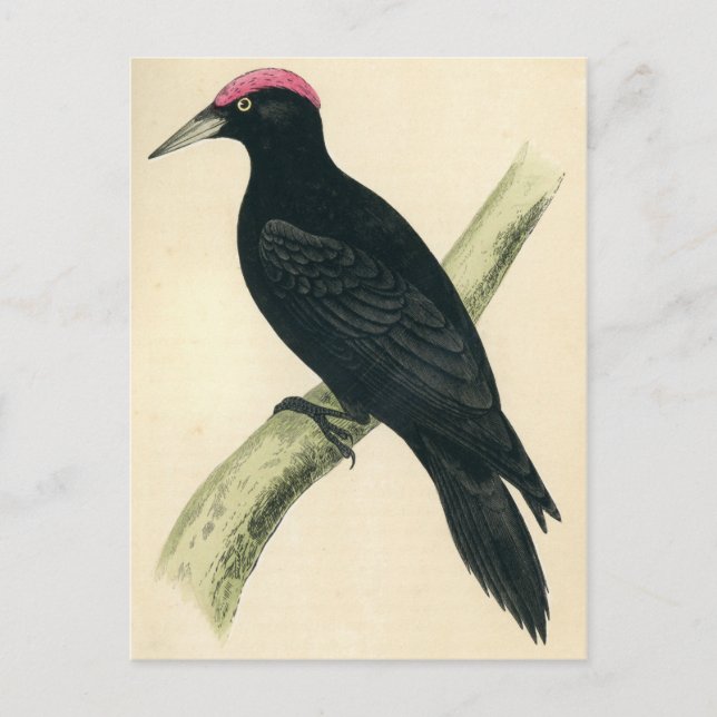 Antiquitätendruck eines Schwarzen Speckers Postkarte (Vorderseite)