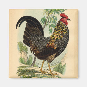 Antiquitätendruckerei Vintag Rooster Cockerel Magnet