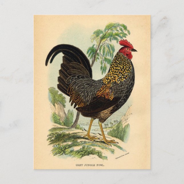 Antiquitätendruckerei Vintag Rooster Cockerel Postkarte (Vorderseite)