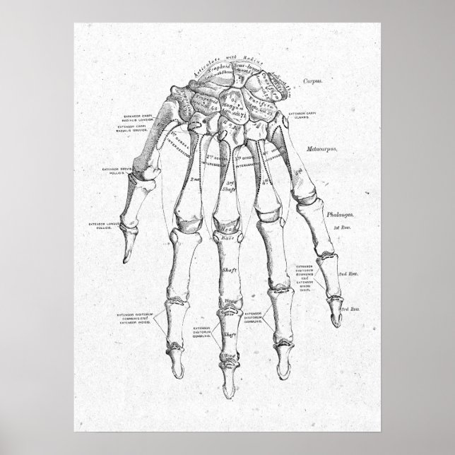 Antiquitätenhandknochen Vintage Poster (Vorne)