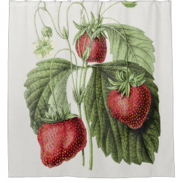 Antiquitätenillustrierung von Fraise reine des bel Duschvorhang