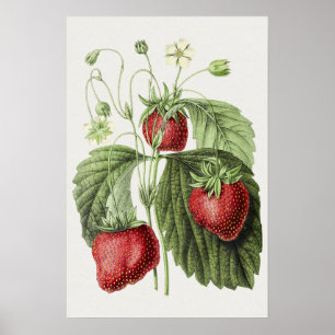 Antiquitätenillustrierung von Fraise reine des bel Poster