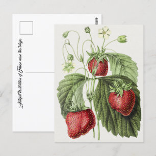 Antiquitätenillustrierung von Fraise reine des bel Postkarte