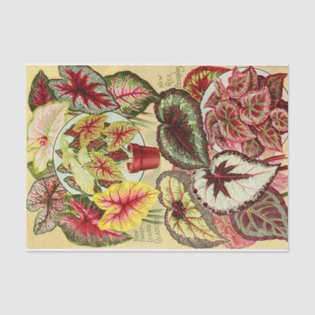 Antiquitätenkaladien und Rex Begonia Gewebe Papier (Vorderseite)