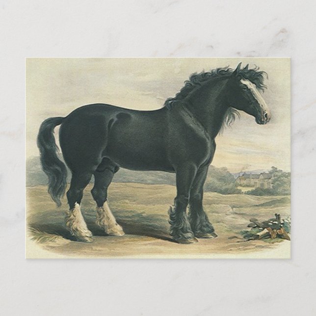 Antiquitätenpferd Vintag Black Shirt Draft Pferd P Postkarte (Vorderseite)