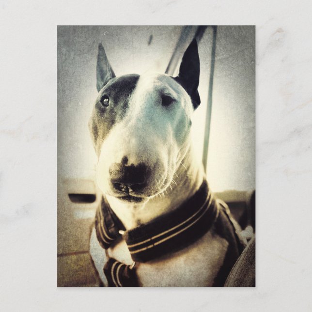 Antiquitätenstil Bull Terrier Foto Postkarte (Vorderseite)