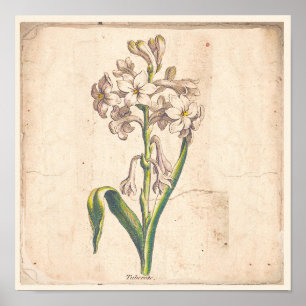 Antiquitätische Botanische Plakate Tuberosen