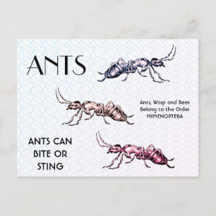 Ants Insects beugt Creepy Crawly Creatures Postkarte