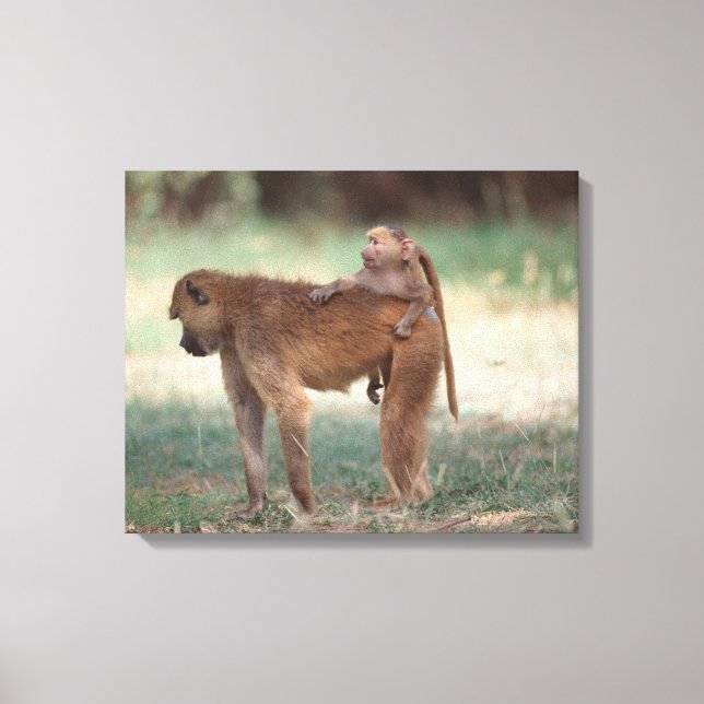 Anubis Baboon Leinwanddruck (Vorderseite)