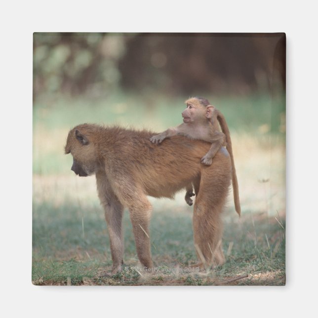 Anubis Baboon Magnet (Vorne)