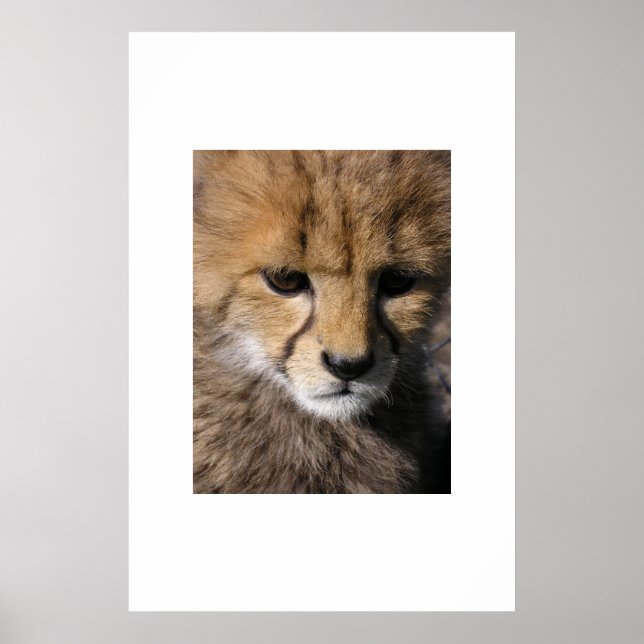 Anubis Poster (Vorne)