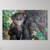 Anubus Baboon | Lake Manyara Nat. Park Tansania