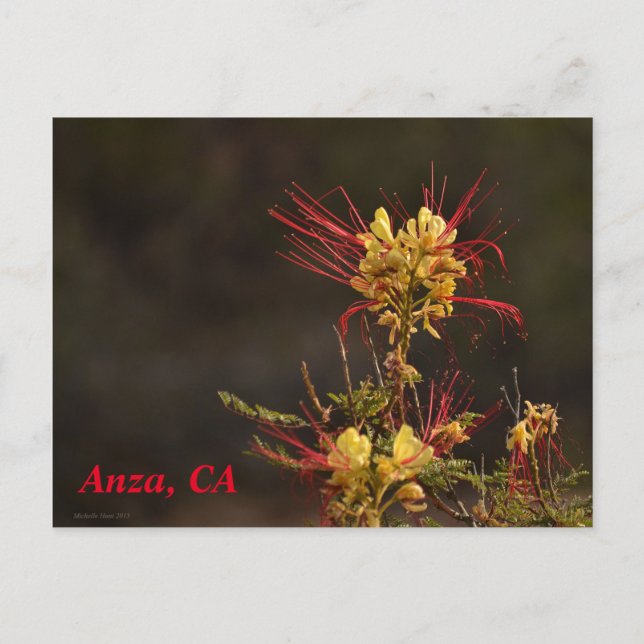 Anza, CA Postcard Postkarte (Vorderseite)
