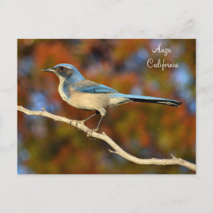 Anza California Bird Postcard Postkarte