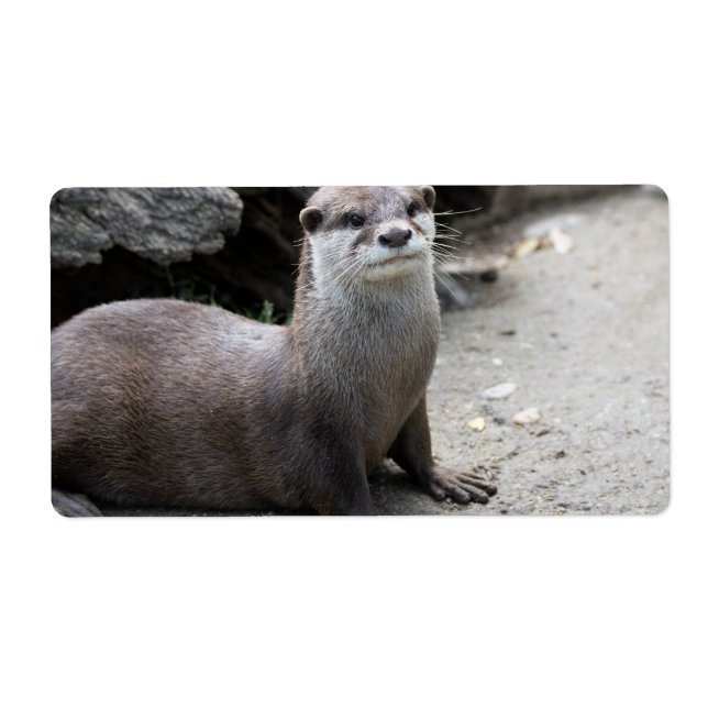 Aonyx cinerea (Vorne)