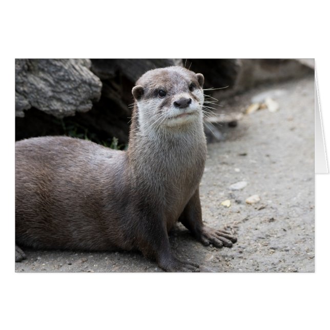 Aonyx cinerea (Vorderseite (Horizontal))