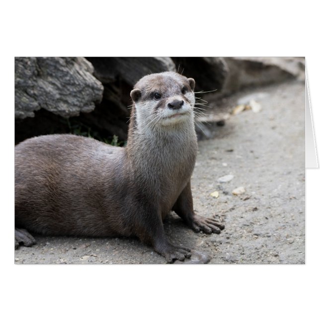 Aonyx cinerea (Devant Horizontal)