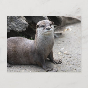 Aonyx cinerea postkarte