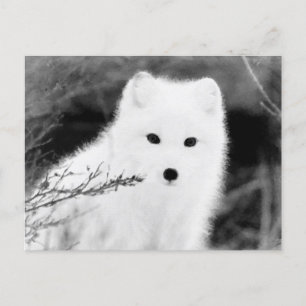 *~* AP18 Twig Fox White Snow Fox Arctic Polar Postkarte