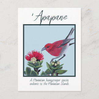 Apapane und Lehua-Blüten Hawaii Naturillustration Postkarte