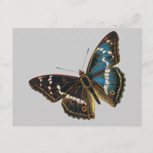 Apatura iris male postkarte