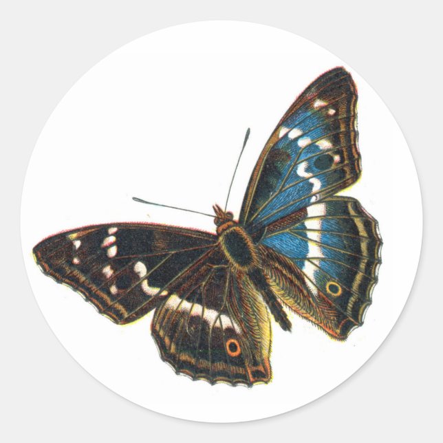 Apatura iris male runder aufkleber (Vorderseite)