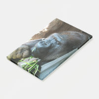 Ape Kapuze ~ Japanischer Gorilla Eating