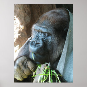 Ape Kapuze ~ Japanischer Gorilla Eating Poster