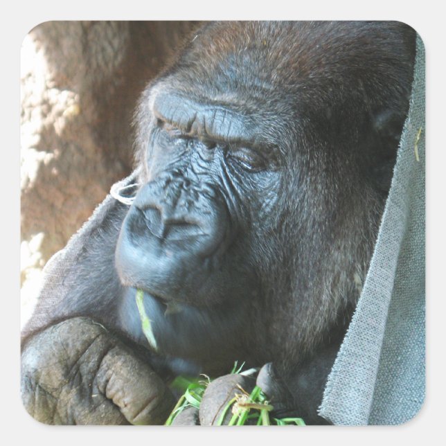 Ape Kapuze ~ Japanischer Gorilla Eating Quadratischer Aufkleber (Vorderseite)
