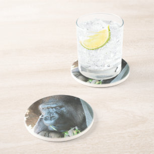 Ape Kapuze ~ Japanischer Gorilla Eating Sandstein Untersetzer