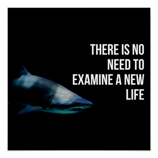 Apex Poster (Vorderseite)