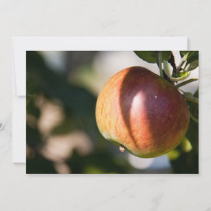 Apfel