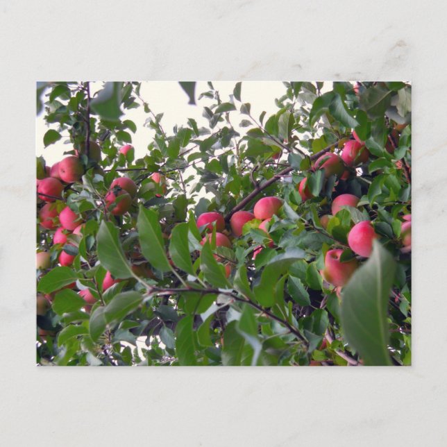 Äpfel auf Apfelbaum Postkarte (Vorderseite)