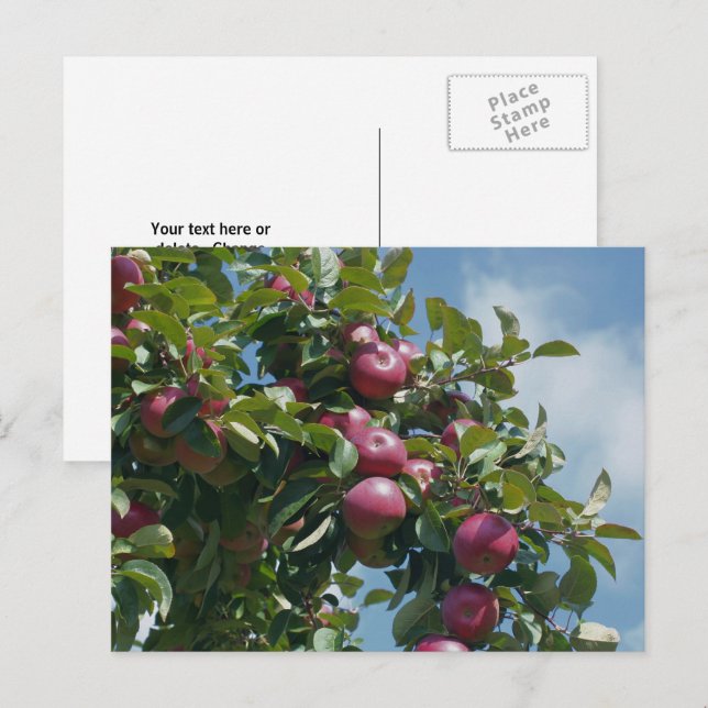 Äpfel auf Baumart Personalisiert Postkarte (Vorne/Hinten)