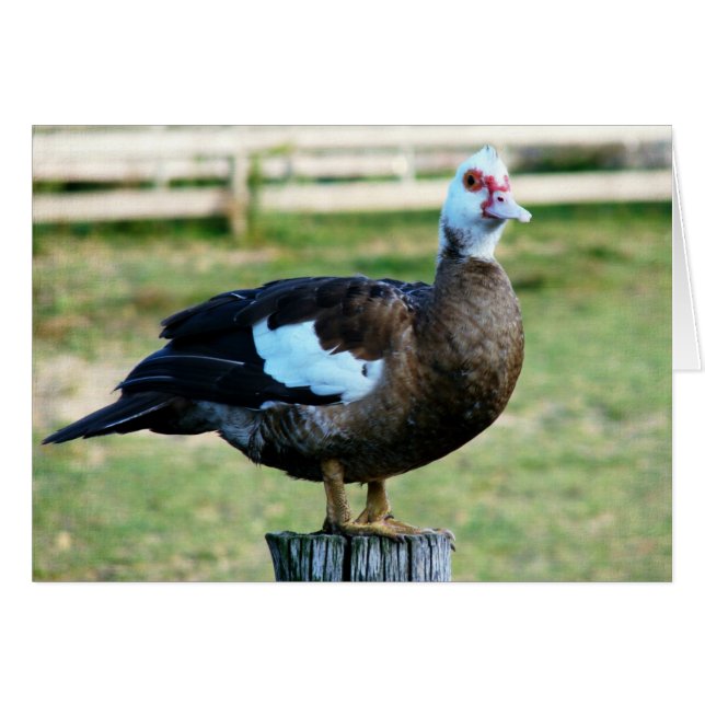 Apfel auf dem Zaun (Vorderseite (Horizontal))