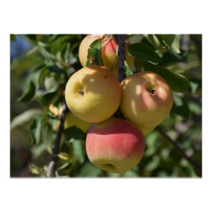 Äpfel auf einem Baum in Paphos, Zypern Poster