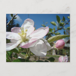APFEL Blüten Blumen POSTKARTEN POSTKARTE Floral