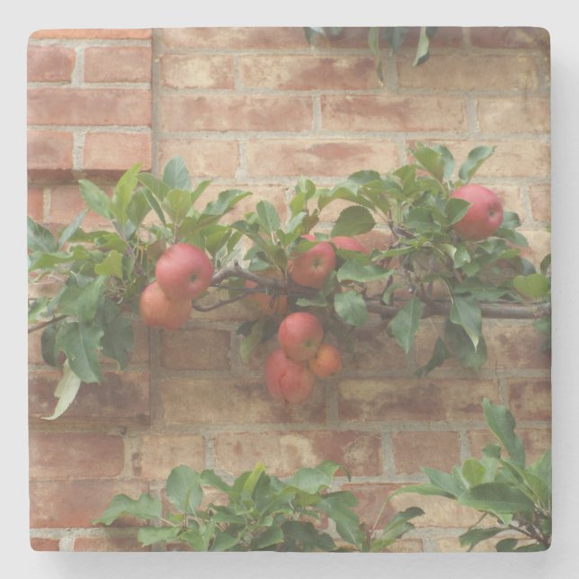 ÄPFEL, DIE AUF DEM BRICK WALL ESPALIER WACHSEN STEINUNTERSETZER (Vorderseite)