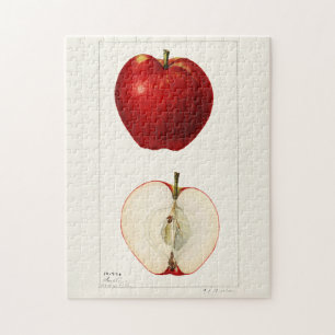 Äpfel (Malus Domestica) Frucht Aquarellmalerei